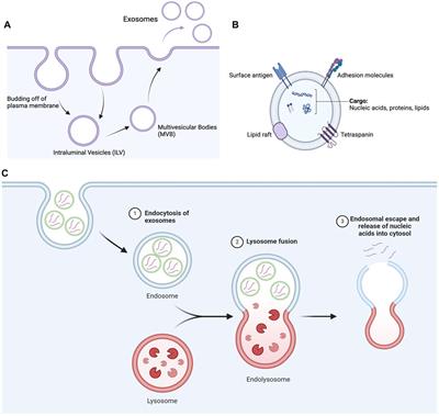 Functionalized nanoparticles to deliver nucleic acids to the brain for the treatment of Alzheimer’s disease